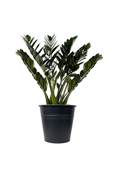 Fidanburada Siyah Zamia Large (ZAMİOCULCAS ZAMİİFOLİA) Siyah Metal Saksılı