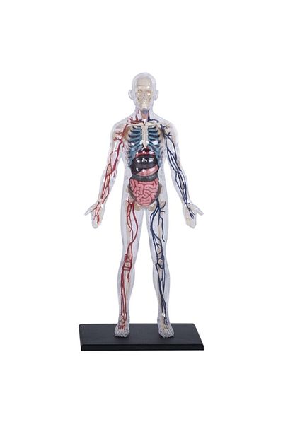 Mappy Figurina anatomica educativa Mappy 4D Master - Corpul uman