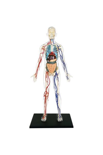 Mappy Figurina anatomica educativa Mappy 4D Master - Corpul uman