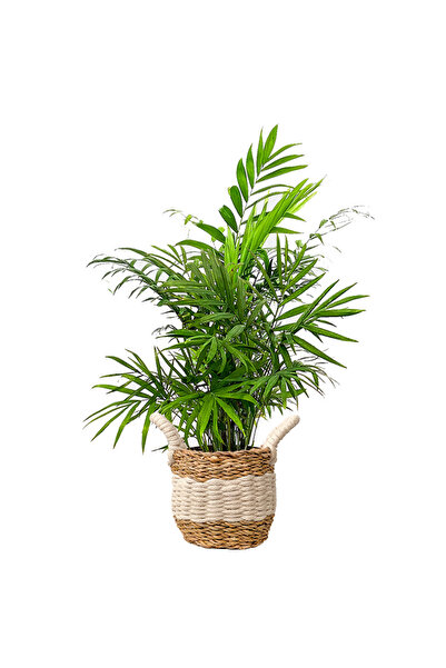 Fidanburada Dağ Palmiyesi (Chamaedorea Elegans) Beyaz Şeritli Hasır Saksılı