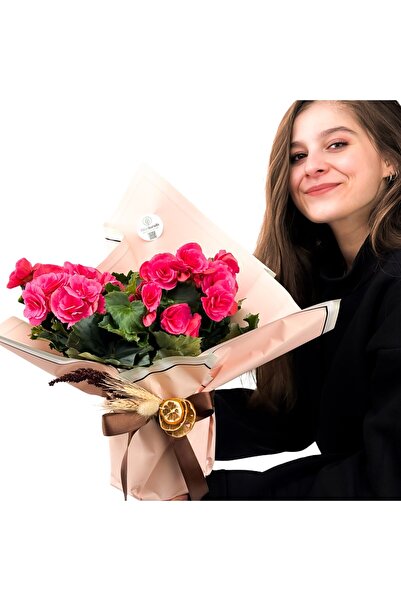 Fidanburada Pembe Begonya (Begonia) Hediye Paketli