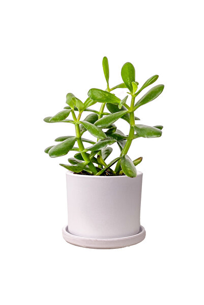 Fidanburada Para Çiçeği (Crassula Ovata) Ruby Beyaz Saksılı