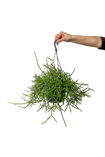 Fidanburada Kaktüs (Rhipsalis Cassutha) Askılı Saksılı