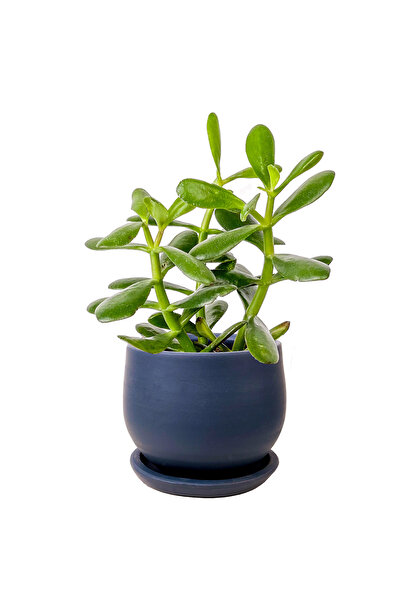 Fidanburada Crassula Ovata - Curvy Antrasit Saksılı - Para Çiçeği