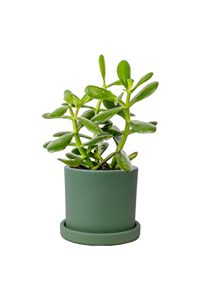 Fidanburada Para Çiçeği (Crassula Ovata) Ruby Yeşil Saksılı