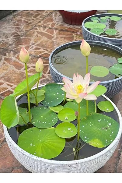 Köy Tohumları 5 Adet Tohum Organik Karışık Renkli Su Nilüferi Lotus Çiçeği To...