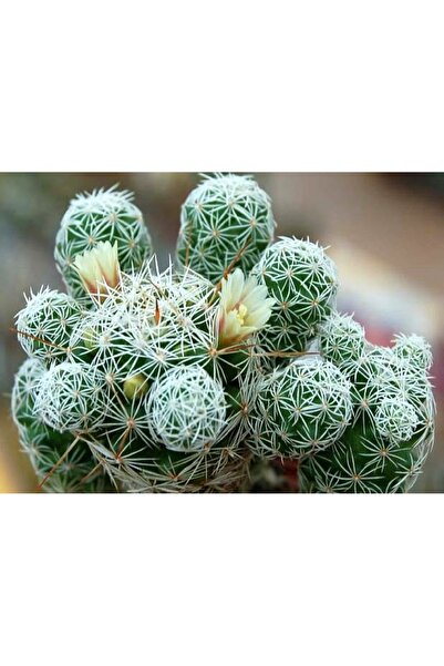AnkaBahçe Mammillaria Gracilis Kaktüs