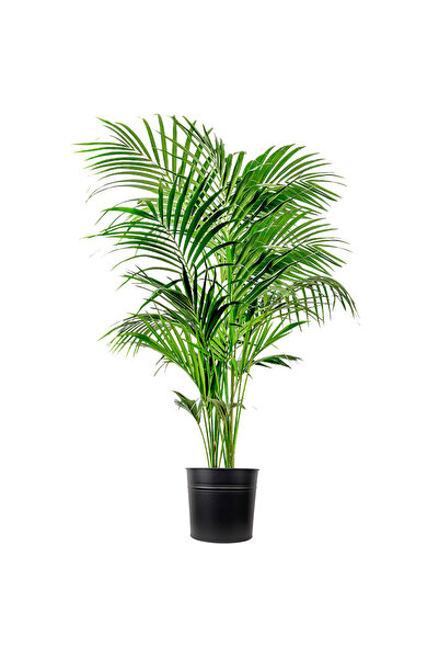 Fidanburada Kentia Palmiyesi Xl (HOWEA FORSTERİANA) Siyah Metal Saksılı