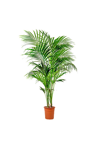 Fidanburada Kentia Palmiyesi Xl (HOWEA FORSTERİANA)