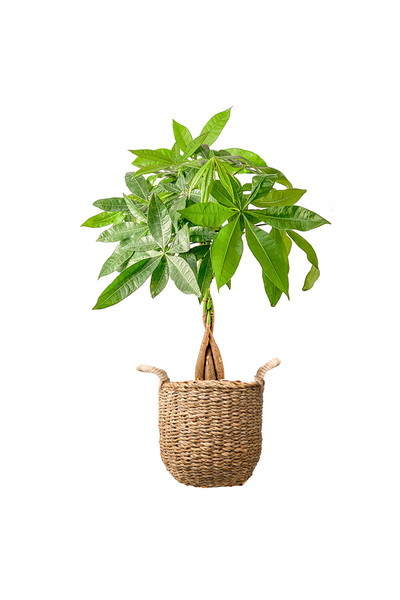 Fidanburada Örgülü Para Ağacı (PACHİRA AQUATİCA) Basic Hasır Saksılı