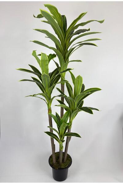 VEAL STORE 190 cm 4 DAL YUKA AĞACI