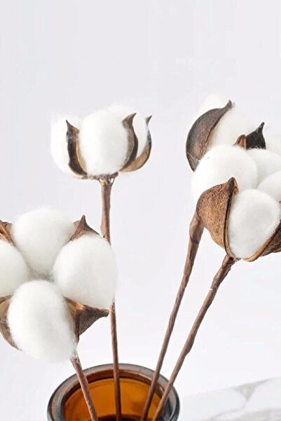 BambaPaw فروع قطن طبيعي ابيض 6 قطع