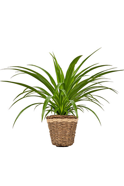 Fidanburada Kurdele Çiçeği (Chlorophytum Comosum Green) Lanesse Beyaz Hasır S...