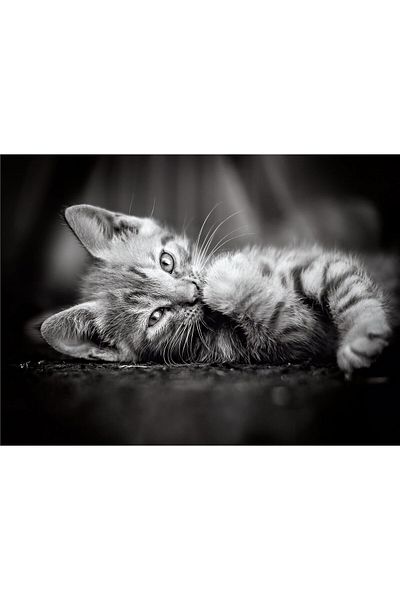 CLEMENTONI Cat Kittens 1000 Piece High Quality Collection Adult Puzzle Kitty Clemkit