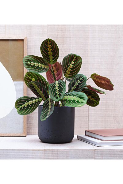 Byaysima Kalatya Maranta-Dua Çiçeği-Yerli Canlı İç Mekan Ev Ofis Salon Bitkisi