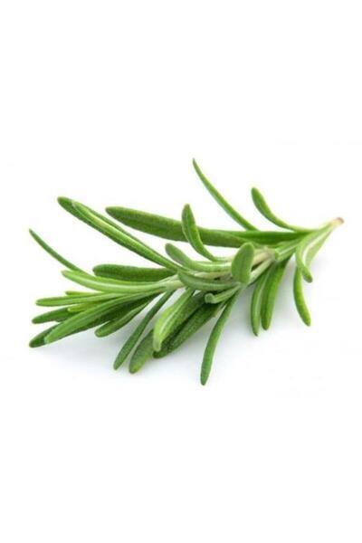 Mimoza Biberiye Fidanı 3 Adet 20-30 Cm (rosmarinus Officinalis)