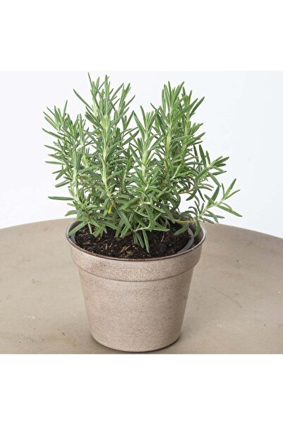 Mimoza Biberiye Fidanı 3 Adet 20-30 Cm (rosmarinus Officinalis)