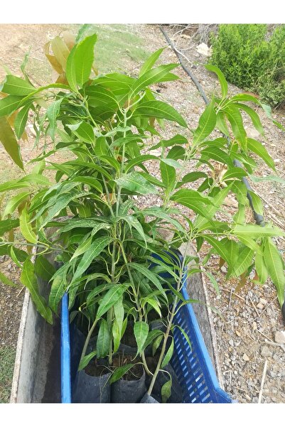 ERVA PEYSAJ Saksıda Yetişebilen Mango Fidanı 50 60 Cm