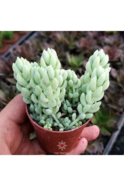 cantropikal Sedum Morganianum, Orta Boy, Bordo Çiçek Açan Sarkan Sukulent