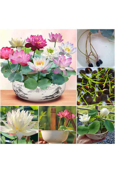 Köy Tohumları 10 Adet Pembe Kase Lotus Çiçeği Tohumu Organik Hasat Taze Su Zambağı Tohumu Kutsal