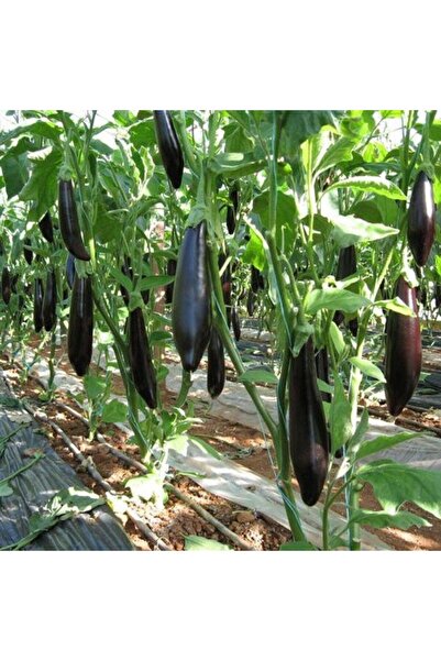 Genel Markalar Organik Tüplü 5'li Paket Kemer Patlıcan Fidesi