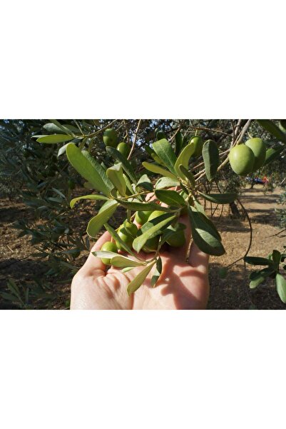 Bağlarözü İyi Tarım Uygulamaları Sertifikalı Soğuk Sıkım Natürel Sızma Zeytinyağı 500 ml