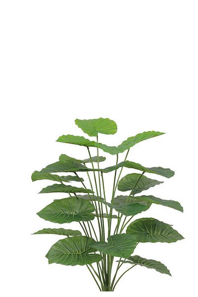 Generic Artificial Alocasia Heart Leaf Seedling in Round Plastic Pot