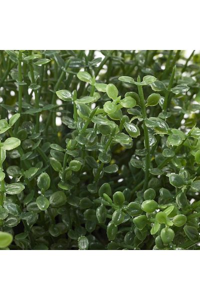 FEJKA Artificial Potted Plant, Indoor/Outdoor Baby's Tears, 9 cm