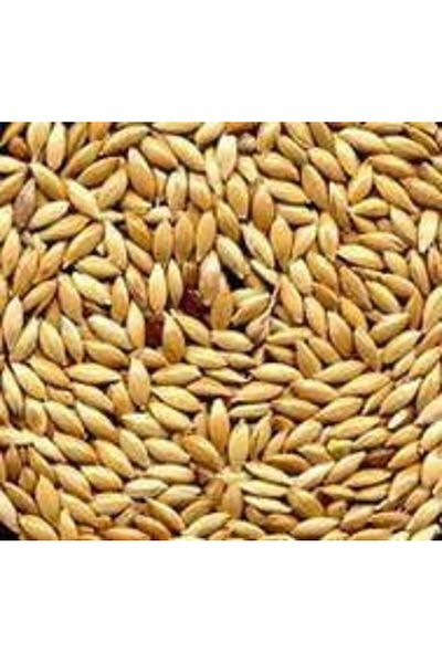 Manitoba Canary seeds 20 kg
