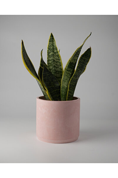 Kaju Creative Dekoratif Beton Saksı - Orta Boy Silindir - 13x15CM - 2 Litre