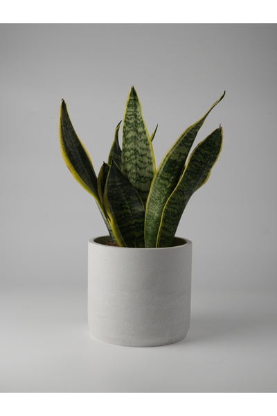 Kaju Creative Dekoratif Beton Saksı - Orta Boy Silindir - 13x15CM