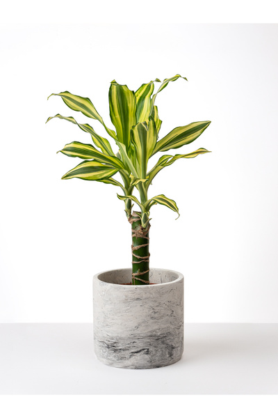 Kaju Creative Mermer Desenli Dekoratif Orta Boy Silindir Beton Saksı - 14cm X...