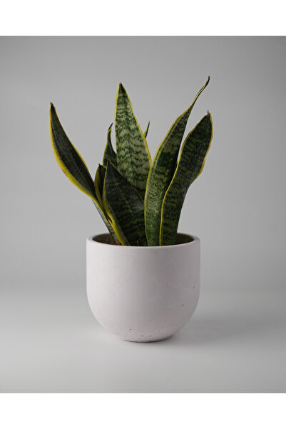 Kaju Creative Dekoratif Beton Saksı - Orta Boy Yuvalak - 15x14cm 2L