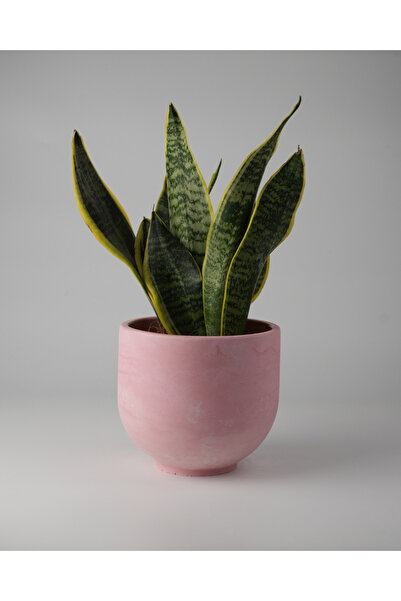 Kaju Creative Dekoratif Beton Saksı - Orta Boy Yuvarlak - Pembe - 15x14cm 2L