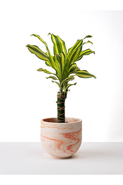 Kaju Creative Dekoratif Beton Saksı - Mermer Desenli Turuncu - 15x13