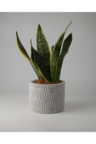 Kaju Creative Dekoratif Beton Saksı WAVY - Gri / Beyaz 11x14CM - 1L