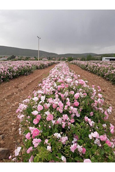 Mimoza Pembe Yediveren Gül Fidanı Polyanna 1 Adet 15-25 Cm