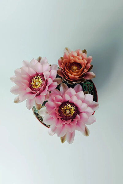 Toptan Kaktüs Gymnocalycium Baldianum - çiçek açan nadir kaktüs - kolay bakım - canlı renkler - 8.5 cm saksıda
