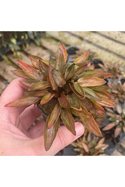 Genel Markalar Cryptocoryne Florida Sunset Saksı Canlı Bitki
