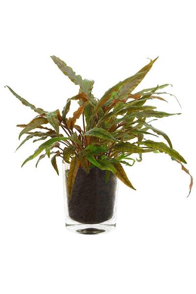 İthâl Bitki Cryptocoryne Undulatus Red Saksı Canlı Bitki