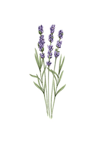 L'Occitane Lavender Hand Cream That Nourishes and Softens Hands, Gentle and Scented with Lavender - 30ml