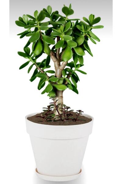 MF Botanik Yalı Saksı 1,7 Litre Kırık Beyaz | Dekoratif Saksı 1.7 Lt