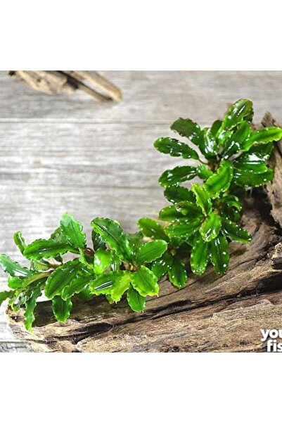 İthâl Bitki Bucephalandra Green Wavy In Vitro Canlı Bitki
