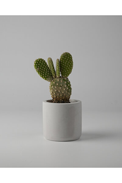 Kaju Creative Dekoratif Mini Sukulent Beton Saksı - Gri