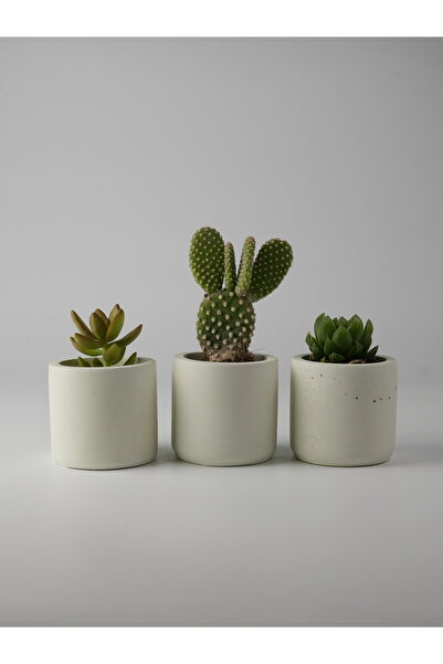 Kaju Creative Dekoratif Beton Saksı - Mini Sukulent - Kaktüs ve Sukulent Bitk...