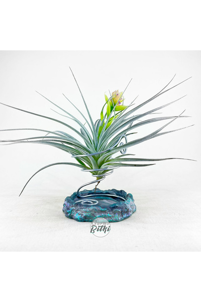 Gurme Bitki Tillandsia Stricta "Super Silver" (M) - Hava Bitkisi - Airplant -...