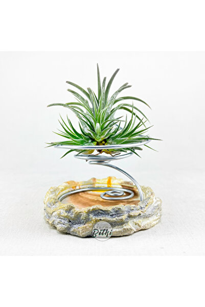 Gurme Bitki Tillandsia Ionantha Clump (M) El Yapımı Standı İle Yavrulu Hava B...