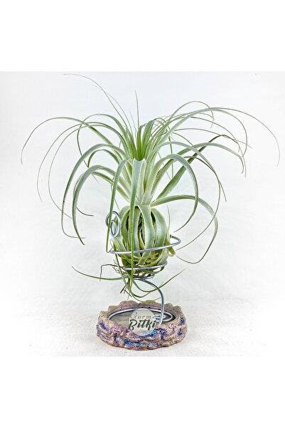 Gurme Bitki Tillandsia Gardneri (XL) - Özel Tür Hava Bitkisi Airplant
