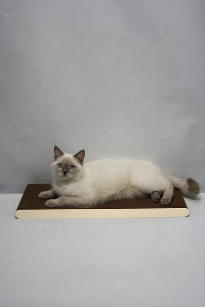 Lazy Paws 2 Pieces - Cat Scratch Cardboard - 60X24 cm - Mdf Edge