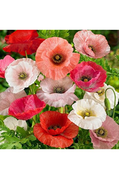 ZENGARDEN EV VE BAHÇE Shirley gelincik tohumu yalınkat tüm renkler karışım pa...